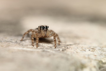 Thai jump spider