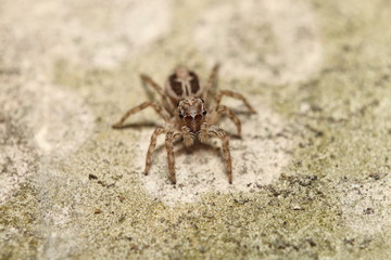 Thai jump spider