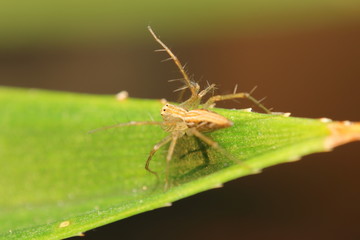 Fototapeta premium Thai jump spider