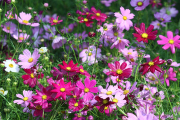 cosmos flower.