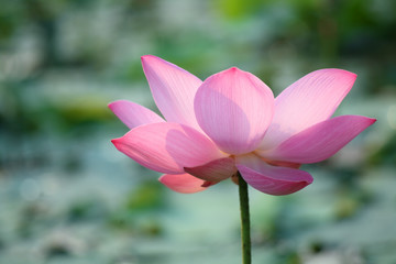 lotus flower blooming in pond.