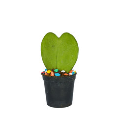 Green heart shaped cactus at pot can use for give valentine day isolated on a white