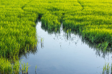 Low angle reflection water in rice farming in Thailand.