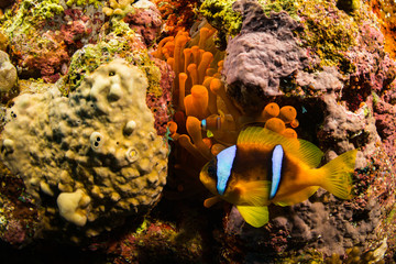 Anemonefish