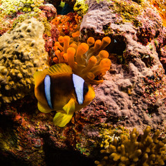 Anemonefish
