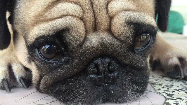 closeup cute pug dog on the floor