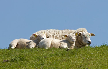 Mouton, race Texel, femelle , jeune, agneau