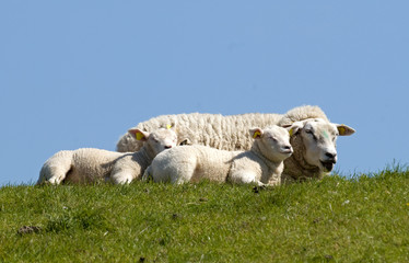 Mouton, race Texel, femelle , jeune, agneau