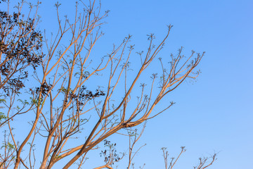 stylize abstract branches on a background of the sky