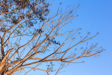 stylize abstract branches on a background of the sky