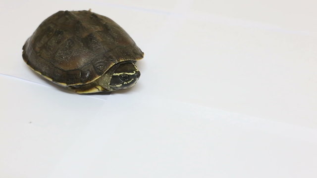 Turtle on white floor background