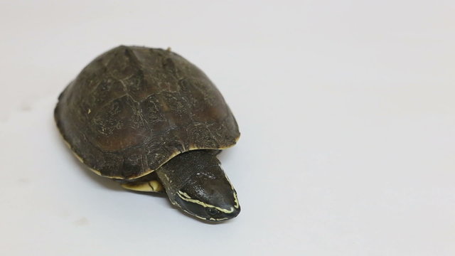 Turtle on white floor background