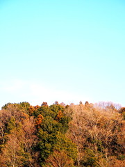 早春の林と青空