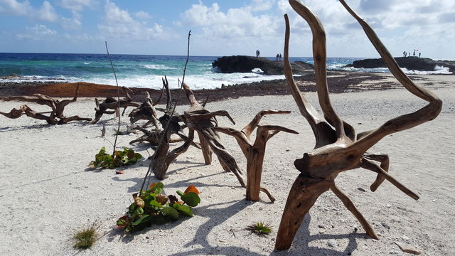 Driftwood Beach Art 3