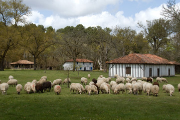 Fototapeta premium Mouton, race Landais, ferme Landaise; Parc naturel régional des Landes de Gascogne, 40