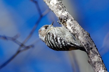 Pygmy woodpecker pecking holes in tree