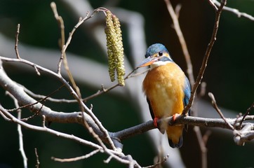 Kingfisher on the branch