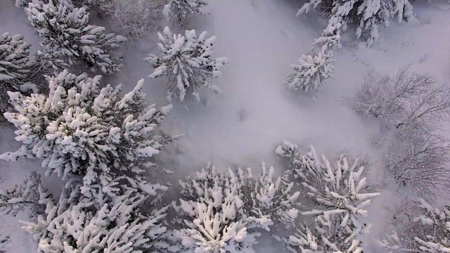 Aerial video slowly moving over a forest in winter, shot from straight above in Ultra high definition
