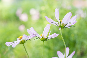 Small flowers bloom in farms.