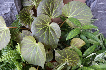 Ornamental flower plants for decoration.