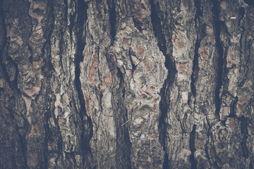 Wood Tree Bark Background with Retro Style Filter