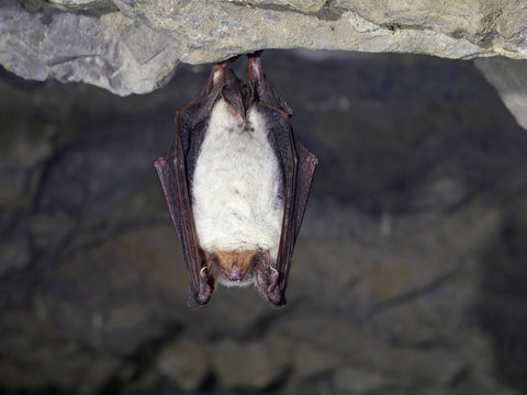 Bat in the cave to the stone trailer