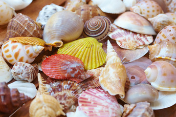 different shells