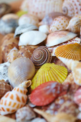 different shells