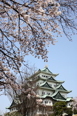 青空と満開の桜と名古屋城天守閣
