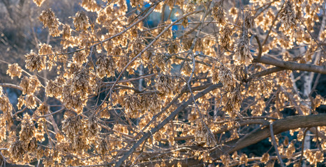 Dried maple seeds on a branch of maple at sunset.