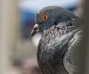 City pigeon sitting on a window. Selective focus.