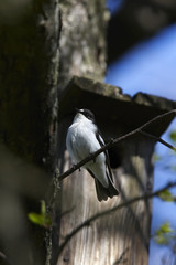 Flycatcher watch the birdhouse