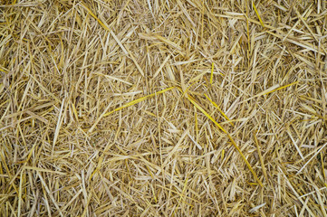 Yellow straw on the ground