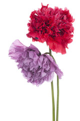 Fototapeta premium poppy