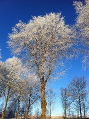 Fototapeta na wymiar snowy tree with blue sky background
