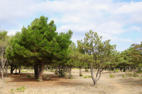 crimean cedar and pines in park 