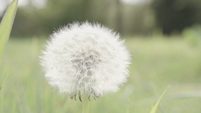 A mature dandelion with dock leaves ready for germination shot in super slow-motion at 240fps.