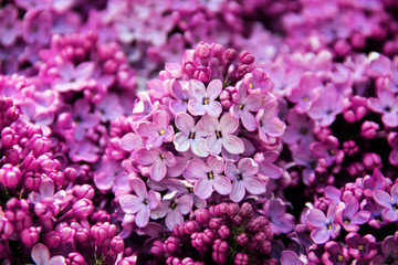 spring lilac violet flowers