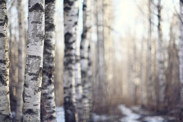 early spring landscape of the snow in the forest
