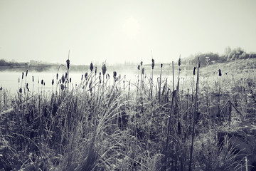 monochrome landscape winter frost grass