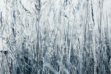 winter background dry grass snow