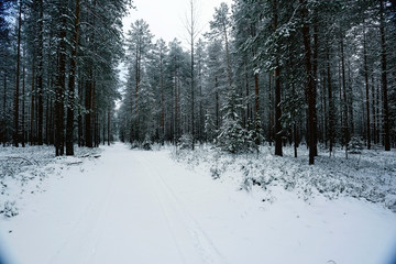 Obraz premium winter fir forest