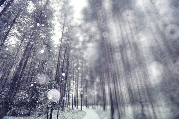 blurred background winter forest snowfall