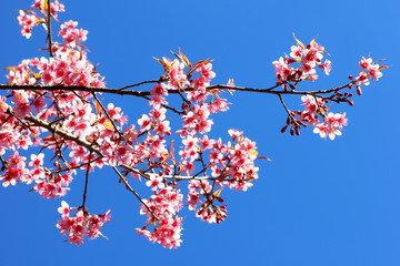 Pink Sakura flower blooming.