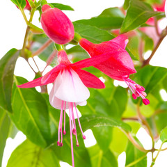 blooming red and white fuchsia flower is isolated on white backg
