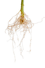 tomato plant roots is isolated on white background