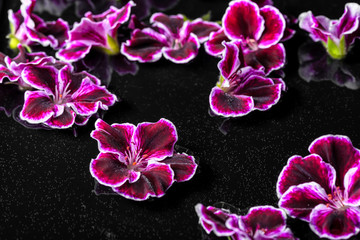 beautiful composition of dark purple geranium flower with dew in