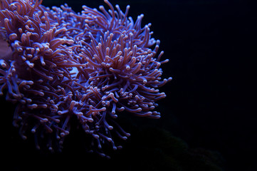 Fototapeta na wymiar Sea anemones..