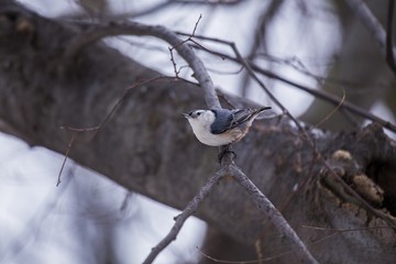 White Breasted Nuthatch (Sitta carolinensis)