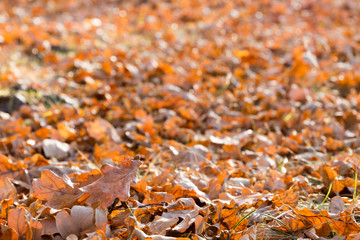 Dry oak  leaves on the ground in late afternoon autumn sun